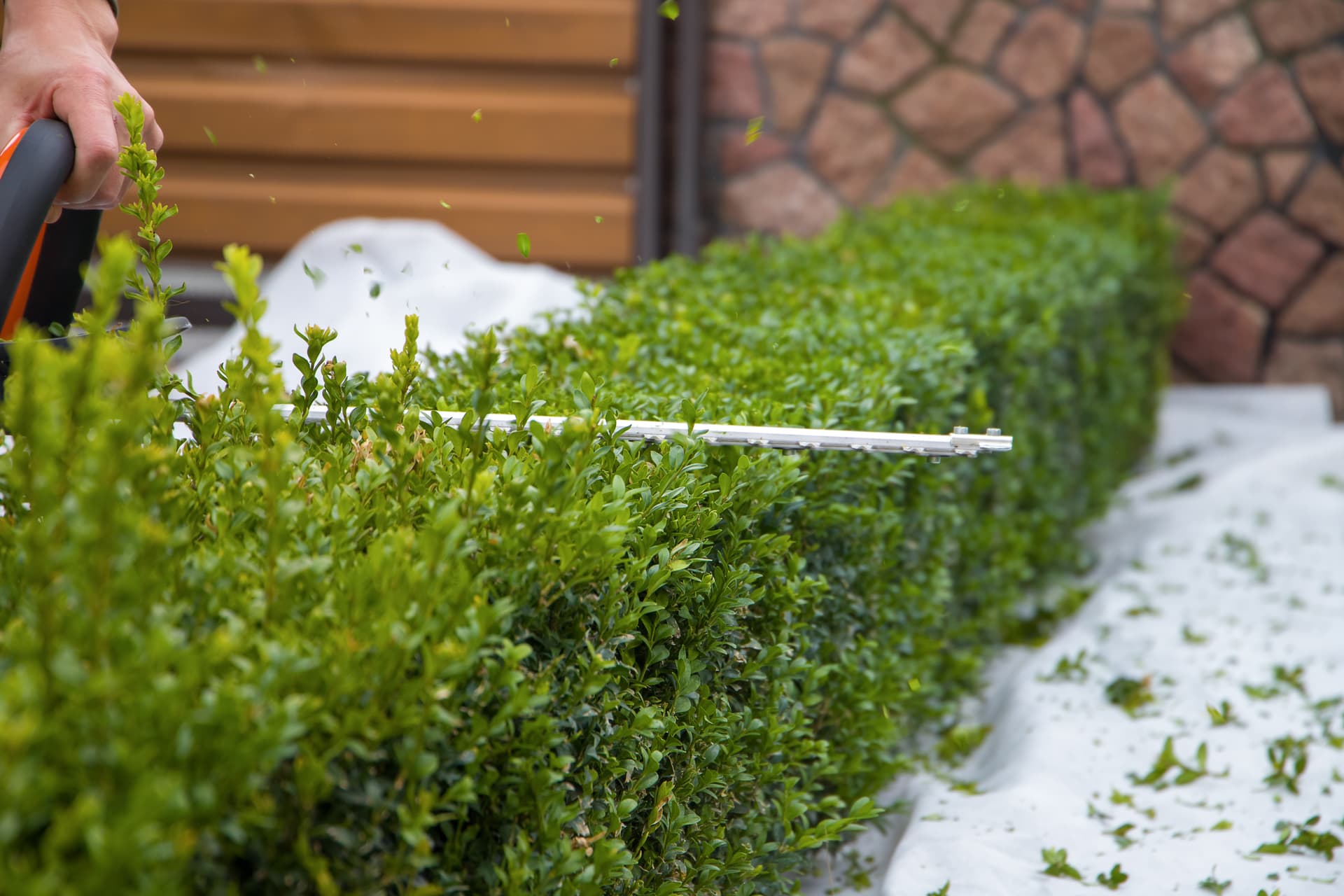 Hedge & Tree Trimming